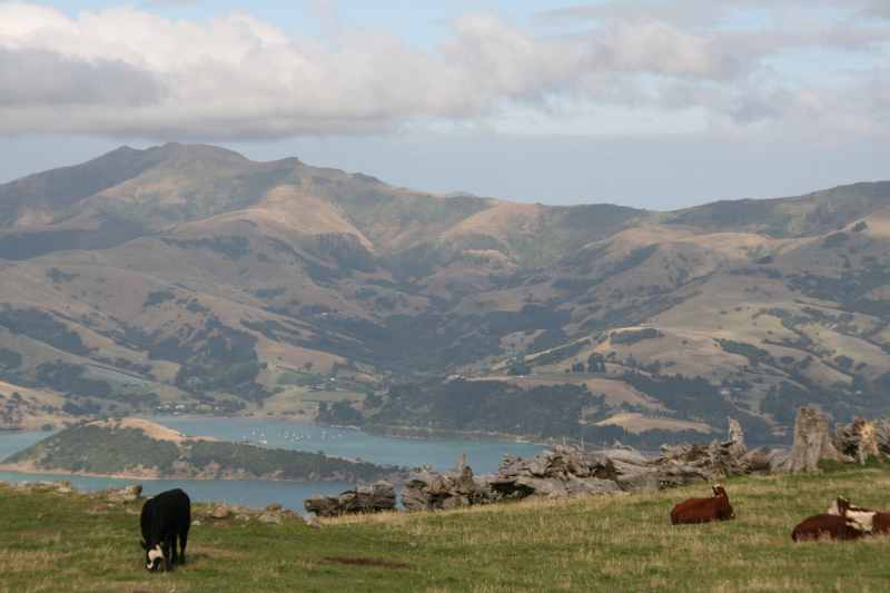 Nieuw-Zeeland 2011 - 2117